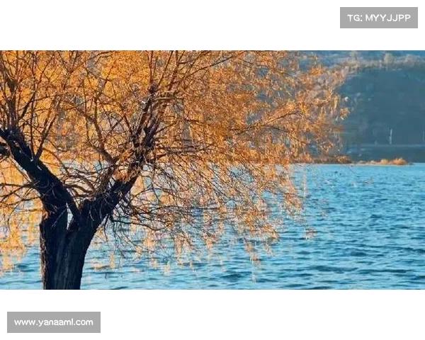 冬日湖畔的静谧诗意之旅感悟心灵与自然的深度对话